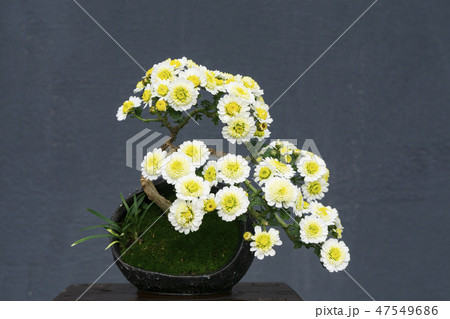 菊 花 黄色 47549686