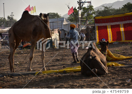 インドのラジャスタン州のプシュカル ラクダ祭り期間中 砂漠に集まるラクダの群れとラクダ使いの男性 インドのラジャスタン州のプシュカル ラクダ祭り期間中 砂漠に集まるラクダの群れとラクダ使いの男性 47549759