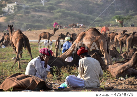 インドのラジャスタン州のプシュカル ラクダ祭り期間中 砂漠に集まるラクダの群れ 野宿するラクダ使い インドのラジャスタン州のプシュカル ラクダ祭り期間中 砂漠に集まるラクダの群れ 野宿するラクダ使い 47549779