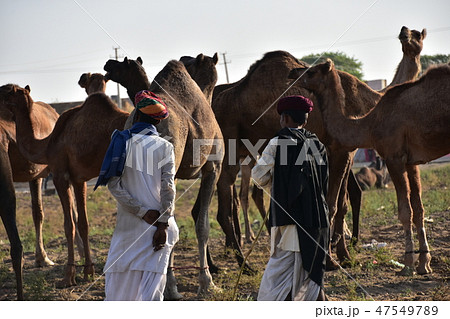 インドのプシュカル　ラクダ祭り期間中　砂漠に集まるラクダの群れ　ラクダの世話をするラクダ使いの男 47549789