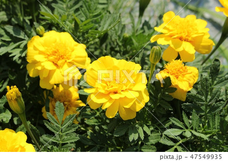 マリーゴールド マリーゴールド 47549935