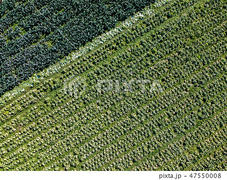 空撮　見沼田んぼの野菜畑を俯瞰で撮影　冬 47550008