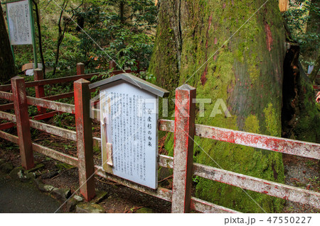 箱根神社　安産杉 47550227