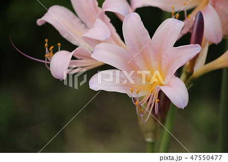 夏水仙 夏水仙 47550477