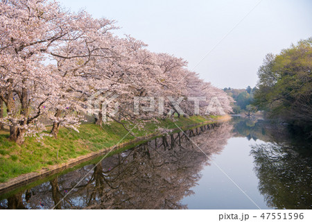 早朝の満開の桜並木と用水路 茨城県つくばみらい市福岡堰 47551596