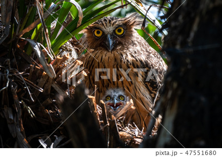 Buffy Fish Owl and her baby . Buffy Fish Owl and her baby . 47551680