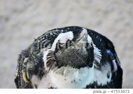 ペンギン ペンギン 47553072