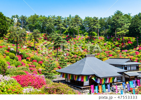 東京青梅 塩船観音寺 ツツジ 東京青梅 塩船観音寺 ツツジ 47553333