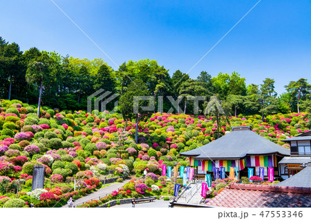 東京青梅 塩船観音寺 ツツジ 47553346