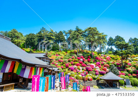東京青梅 塩船観音寺 ツツジ 東京青梅 塩船観音寺 ツツジ 47553350