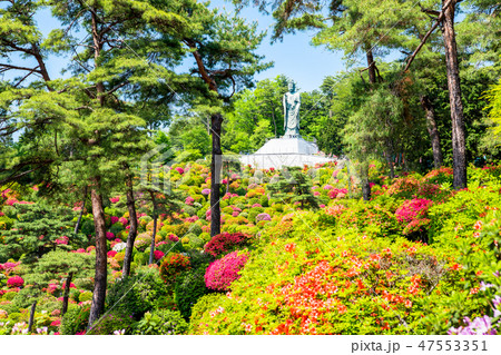 東京青梅 塩船観音寺 ツツジ 東京青梅 塩船観音寺 ツツジ 47553351