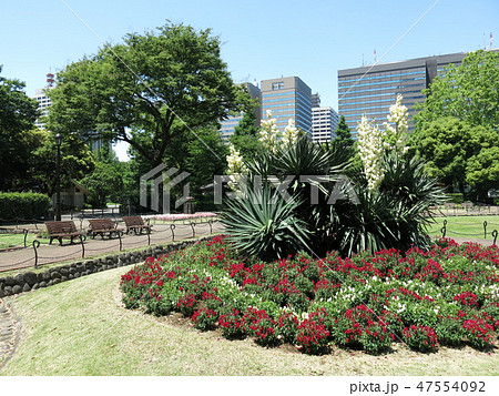 花と新緑が美しい日比谷公園の第一花壇の写真素材