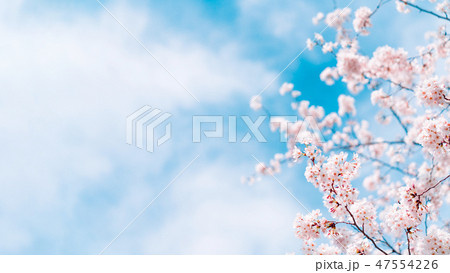 桜 47554226