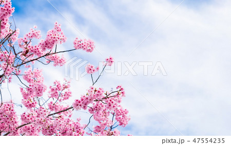 桜 47554235
