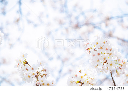 サクラ 桜 そめいよしの コピースペース 文字スペース サクラ 桜 そめいよしの コピースペース 文字スペース 47554723
