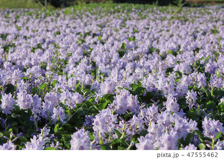 本薬師寺跡-夏-ホテイアオイ 47555462