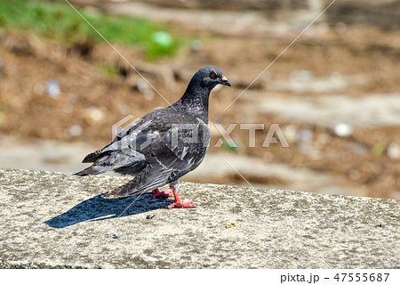 鳩 47555687