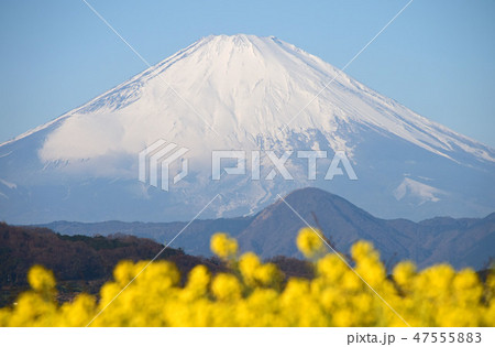 富士山と菜の花 47555883