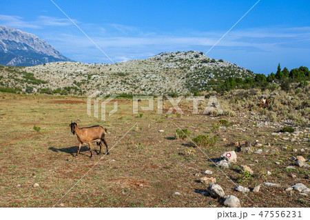 Goat on a pasture Goat on a pasture 47556231