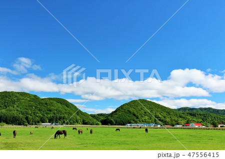 北海道 夏の青空と牧場の馬たち 北海道 夏の青空と牧場の馬たち 47556415