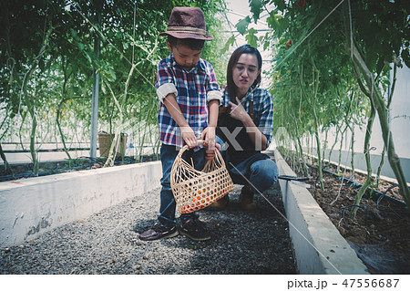 picking vegetable in the greenhouse picking vegetable in the greenhouse 47556687