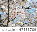 桜咲く 47556789