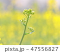 ひたすらにその日を待つ 47556827
