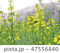 菜の花 47556840