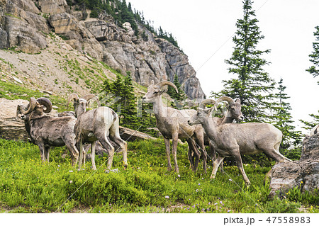 big horn sheep at Glacier np,Montana,usa. 47558983