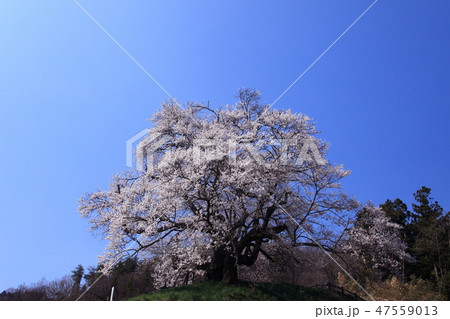 桜 47559013