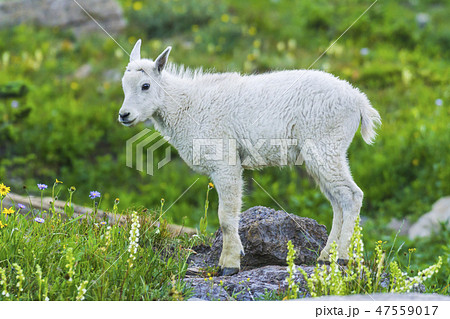 mountain goats  green grass field. 47559017