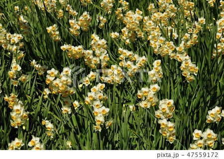 房総鋸南町をくずれ水仙郷 47559172