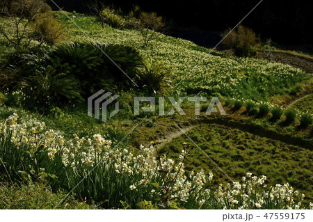 房総鋸南町をくずれ水仙郷 房総鋸南町をくずれ水仙郷 47559175