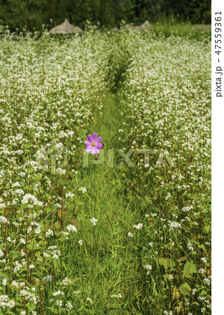 花 コスモス そばの花 47559361