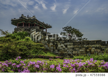 水原華城 花 韓国 47559366