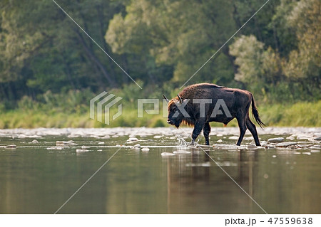 Bull of european bison, bison bonasus, crossing a river Bull of european bison, bison bonasus, crossing a river 47559638