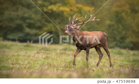 Red deer, cervus elaphus, stag roaring during rutting season in autumn. Red deer, cervus elaphus, stag roaring during rutting season in autumn. 47559698