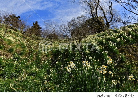 房総鋸南町佐久間ダム湖親水公園の水仙畑 47559747