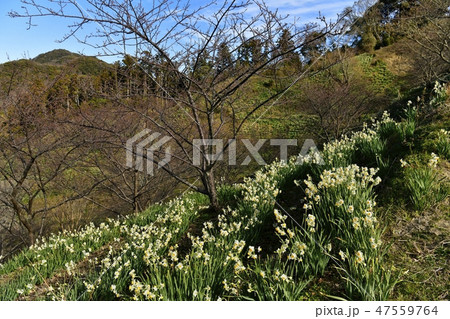 房総鋸南町佐久間ダム湖親水公園の水仙畑 47559764