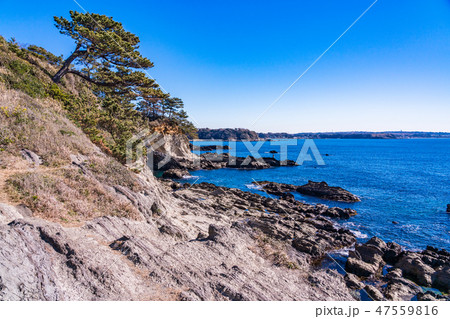 （神奈川県）荒崎海岸 47559816