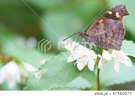 テングチョウとウツギの花 テングチョウとウツギの花 47560077