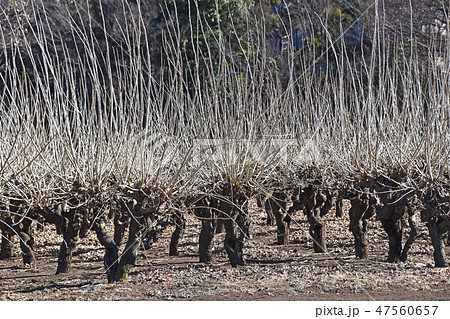 冬の桑畑（枯桑） 47560657