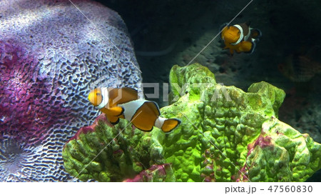 underwater world, many multi-colored fish coral reefs. Clownfish or anemonefish 47560830