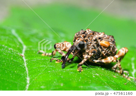 マダラアシゾウムシ マダラアシゾウムシ 47561160