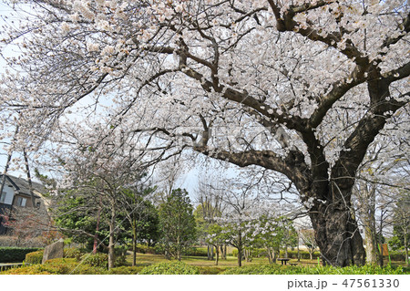 三鷹市新川　仙川公園の桜 47561330