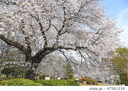 三鷹市新川　仙川公園の桜 47561336
