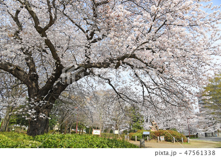 三鷹市新川　仙川公園の桜 47561338