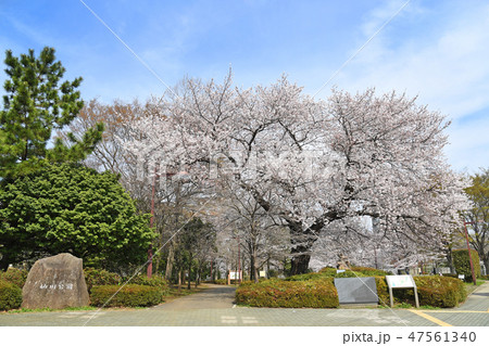三鷹市新川　仙川公園の桜 47561340