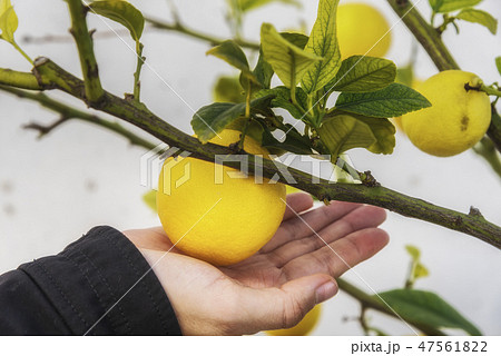 Women hand with the yellow lemon on the tree Women hand with the yellow lemon on the tree 47561822