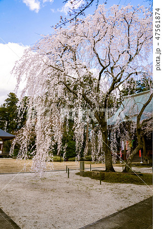 栄福寺のしだれ桜 栄福寺のしだれ桜 47561874
